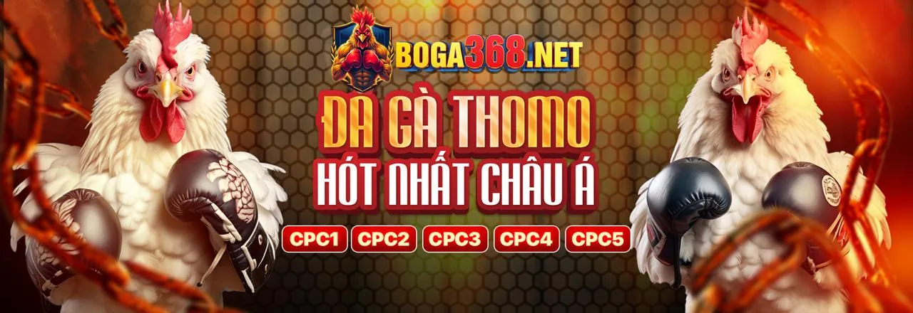 Sân đấu đá gà kịch tính tại 77 ball nhà cái